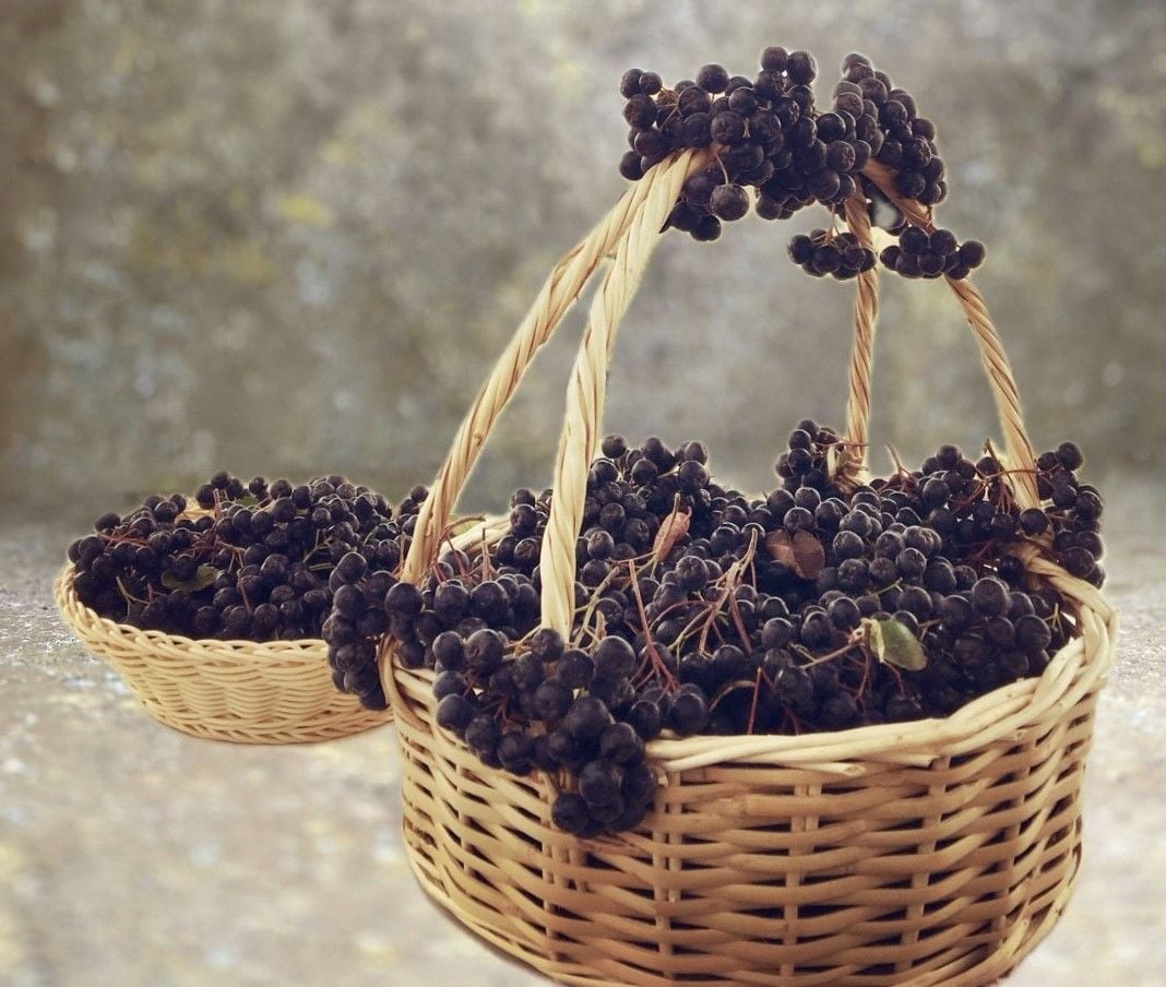 Taze Aronya-TÜKENDİ