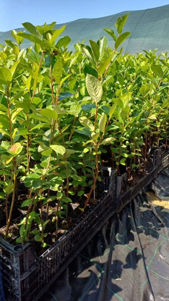 10 Adet 2 Yaş Aronya Fidanı