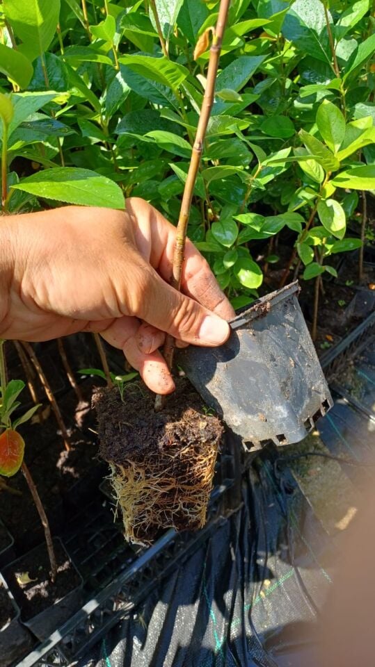 10 Adet 2 Yaş Aronya Fidanı