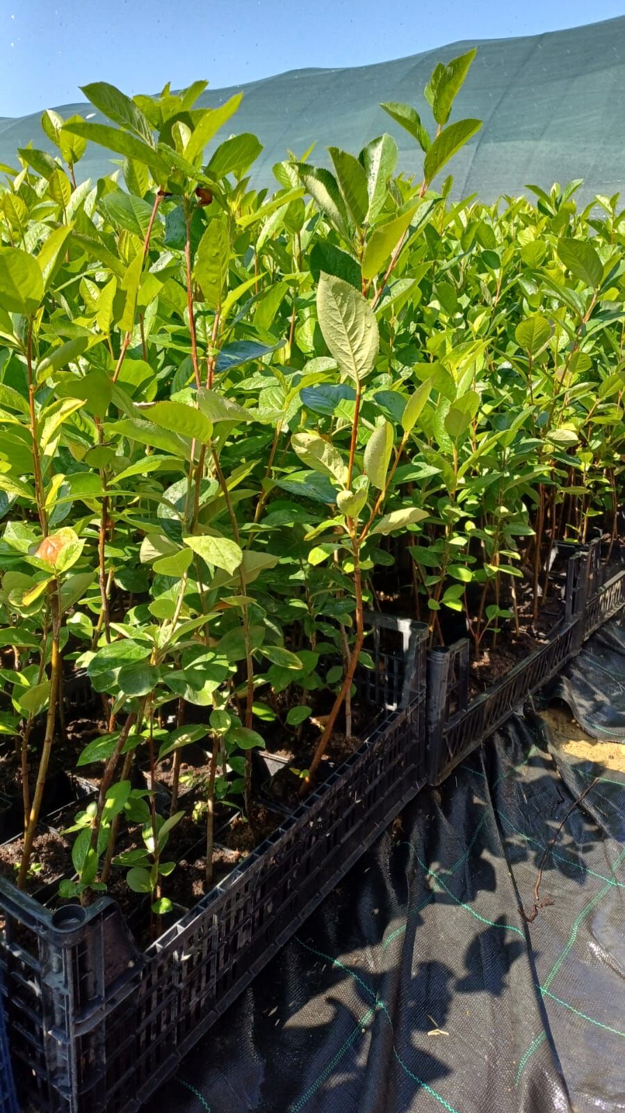 20 Adet 2 Yaş Aronya Fidanı