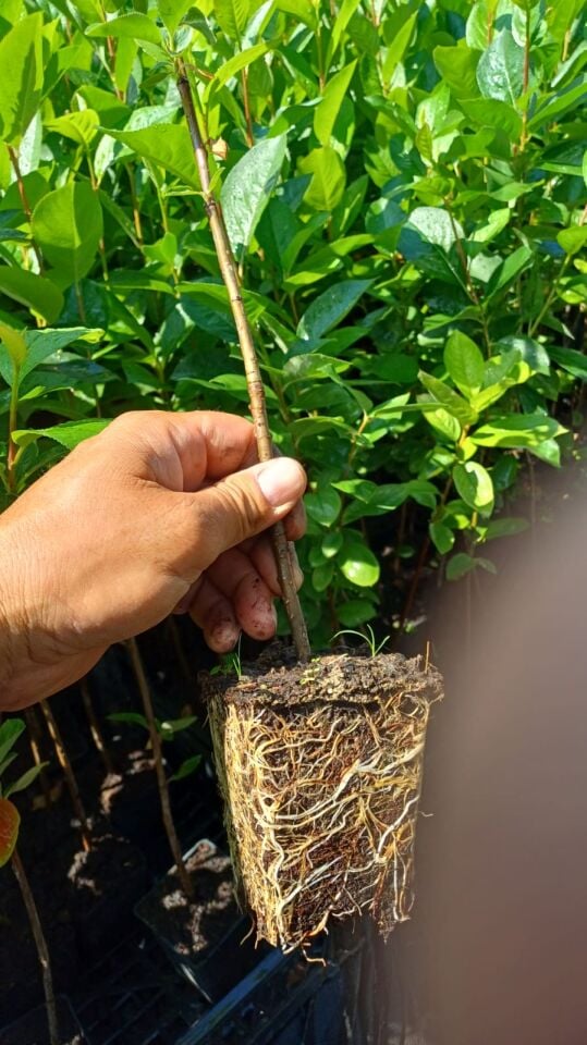 20 Adet 2 Yaş Aronya Fidanı